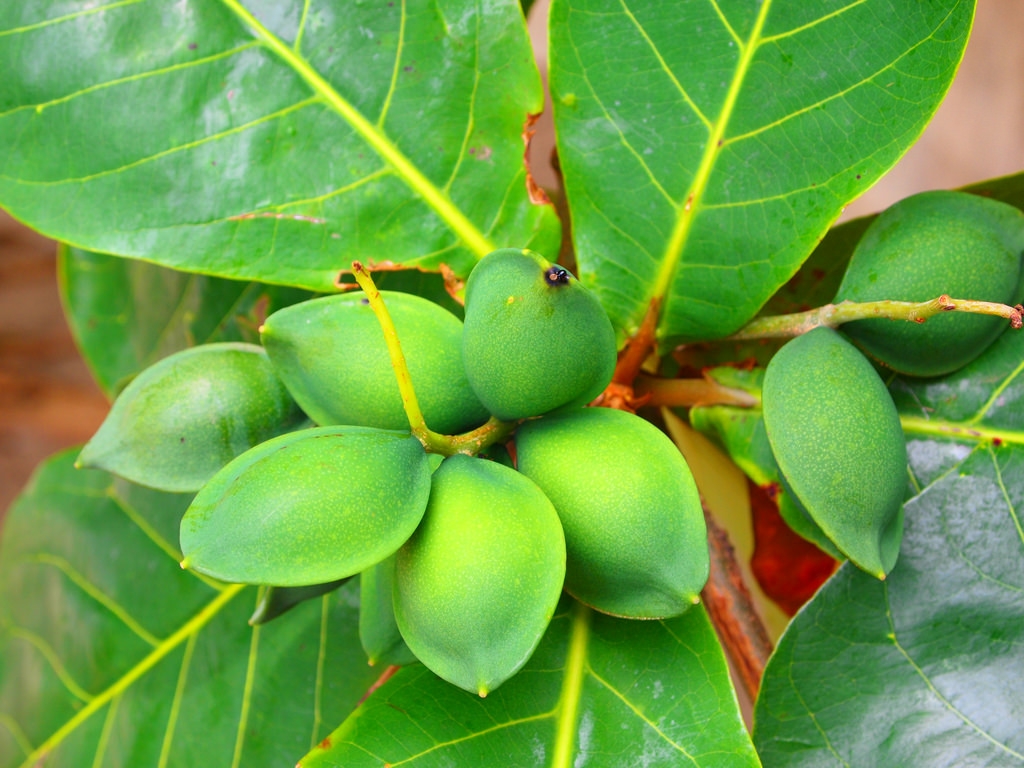 Tropical-almond
